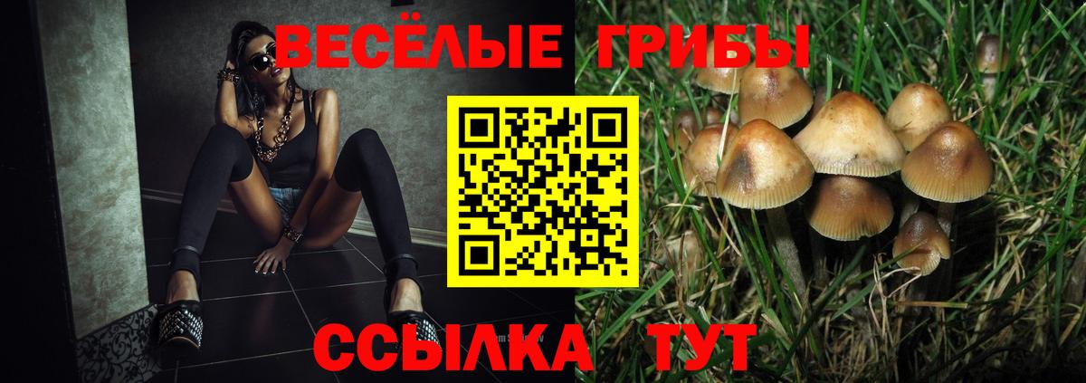 Галлюциногенные грибы Psilocybe Свободный